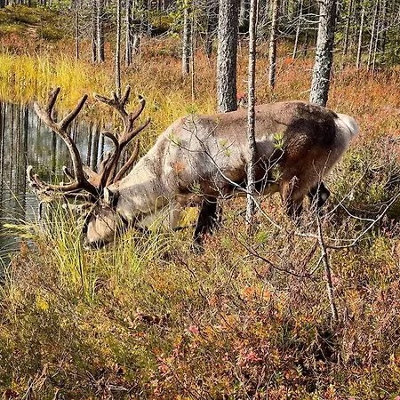 Otso 29, Kahden Makuuhuoneen Moekki Syoetteellae Valaistun Ladun Vieressae