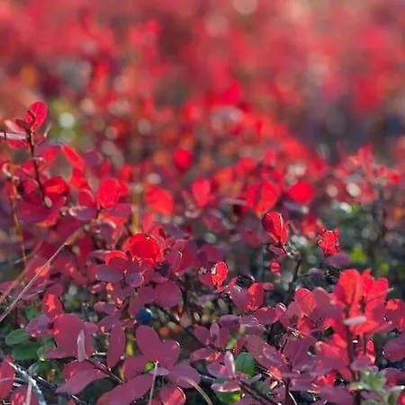 Otso 29, Kahden Makuuhuoneen Moekki Syoetteellae Valaistun Ladun Vieressae Chalet