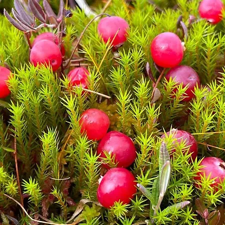 Chalet Otso 29, Kahden Makuuhuoneen Moekki Syoetteellae Valaistun Ladun Vieressae Syöte