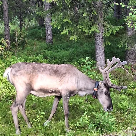 Chalet Otso, Kahden Makuuhuoneen Kelomoekki, Lukuisten Polkujen, Polkupyoeraereitin Sekae Kalaisan Tunturilammen Vieressae *