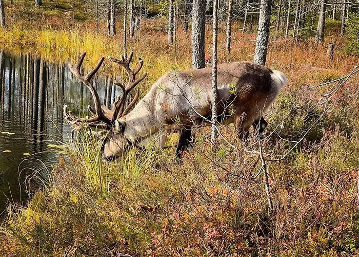 Otso 29, Kahden Makuuhuoneen Moekki Syoetteellae Valaistun Ladun Vieressae