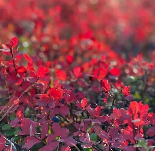 Otso 29, Kahden Makuuhuoneen Moekki Syoetteellae Valaistun Ladun Vieressae Alpstuga