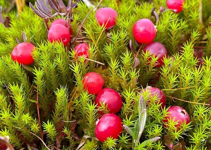 Alpstuga Otso 29, Kahden Makuuhuoneen Moekki Syoetteellae Valaistun Ladun Vieressae Syöte